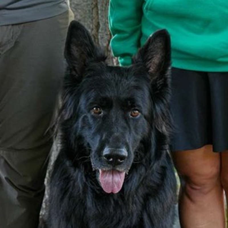 Bear, Chief Operating Officer at Poo Patrol