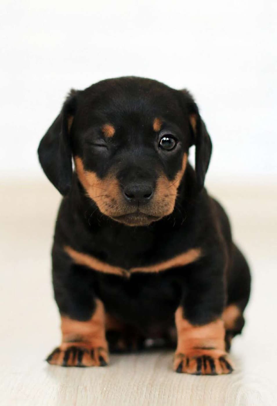 How To Crate Train Your Puppy