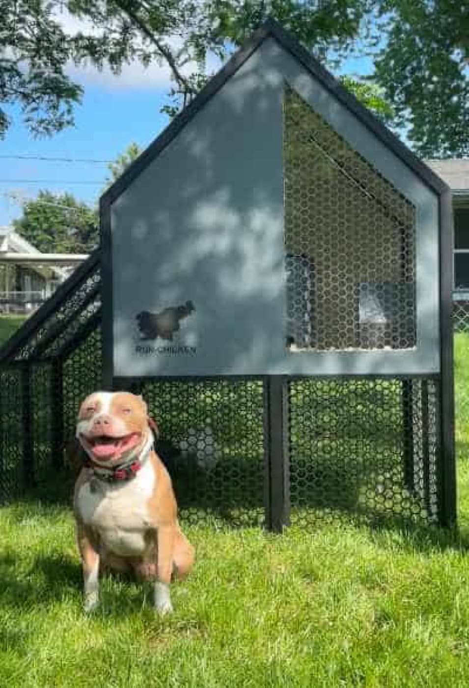 A Guide to Introducing Your Dog to Chickens