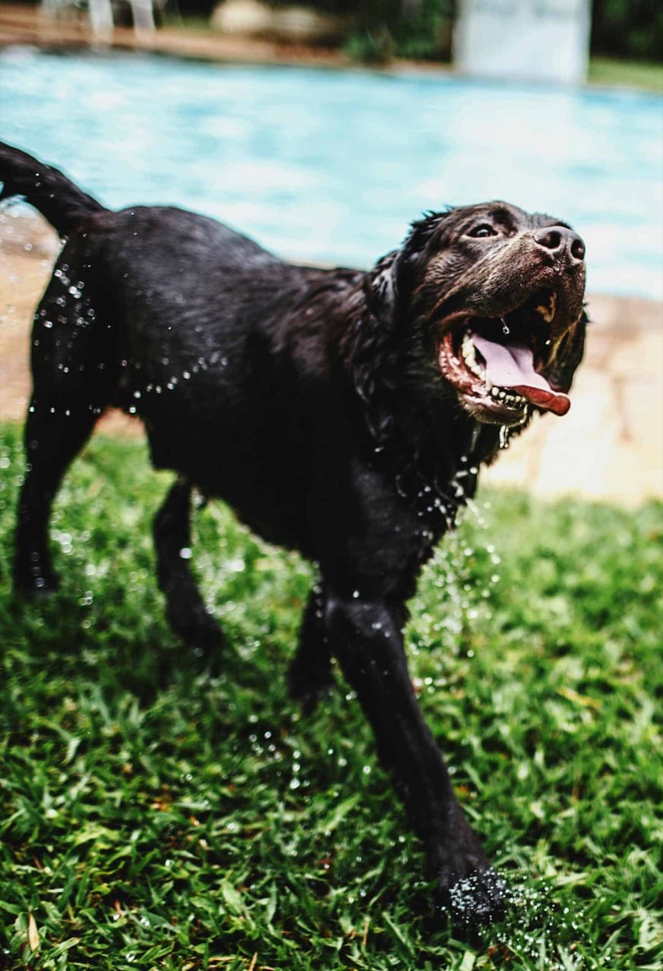Safeguarding Your Furry Friends: Essential Tips for Keeping Dogs Safe Around Backyard Pools