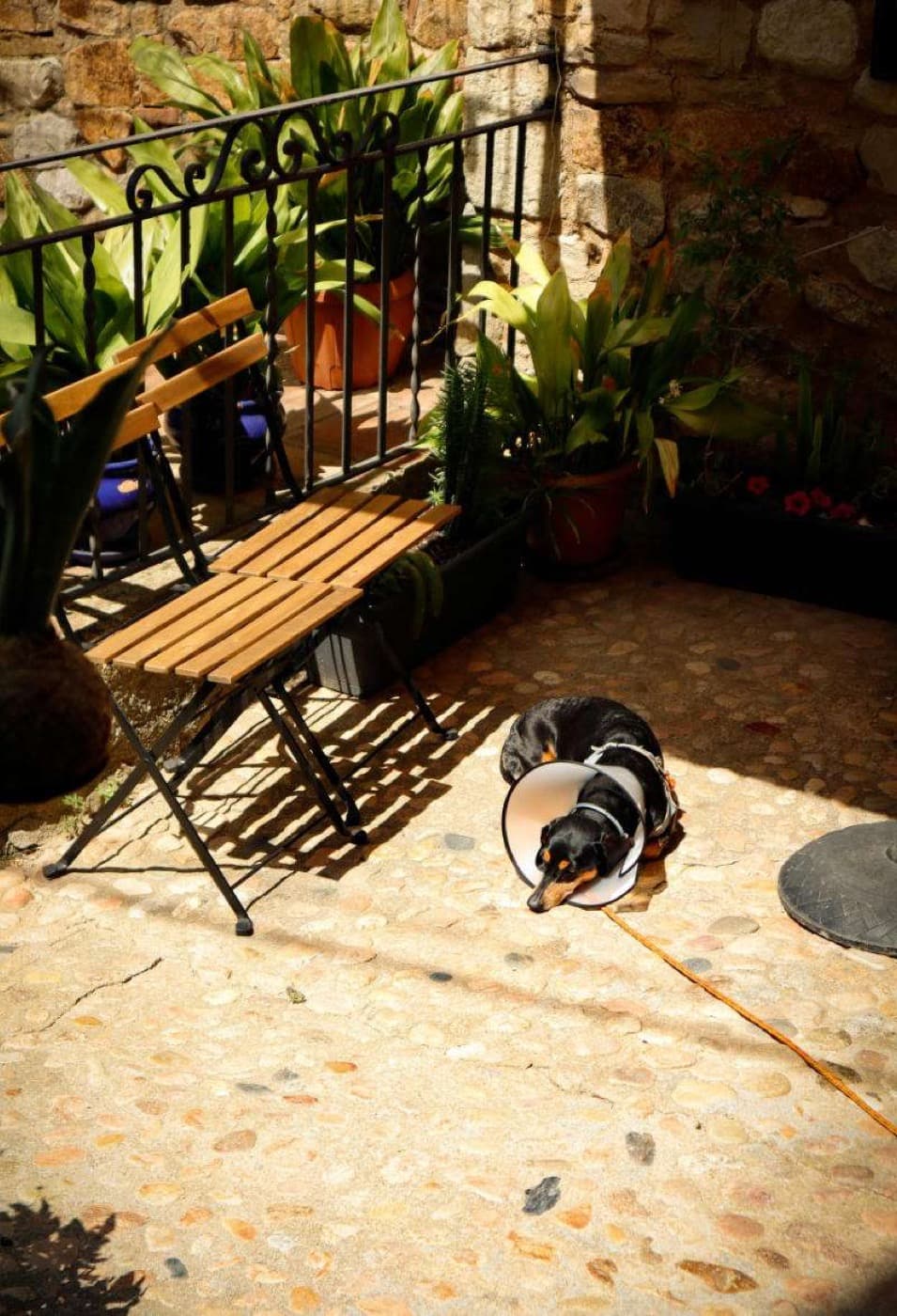 Understanding Soft Stool in Dogs: "Why is my dog pooping a lot and it's soft?"