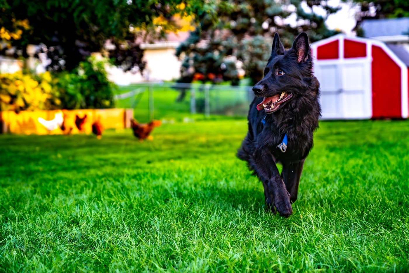 How to Fix Dog Spots in Your Lawn (and Keep Them From Coming Back)