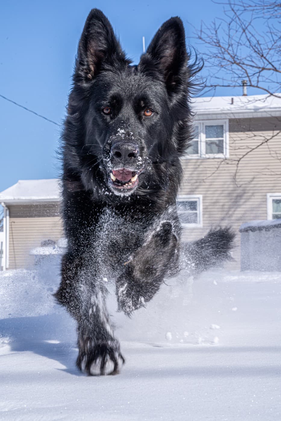 Does Dog Poop Really Disappear in Winter? The Frozen Truth