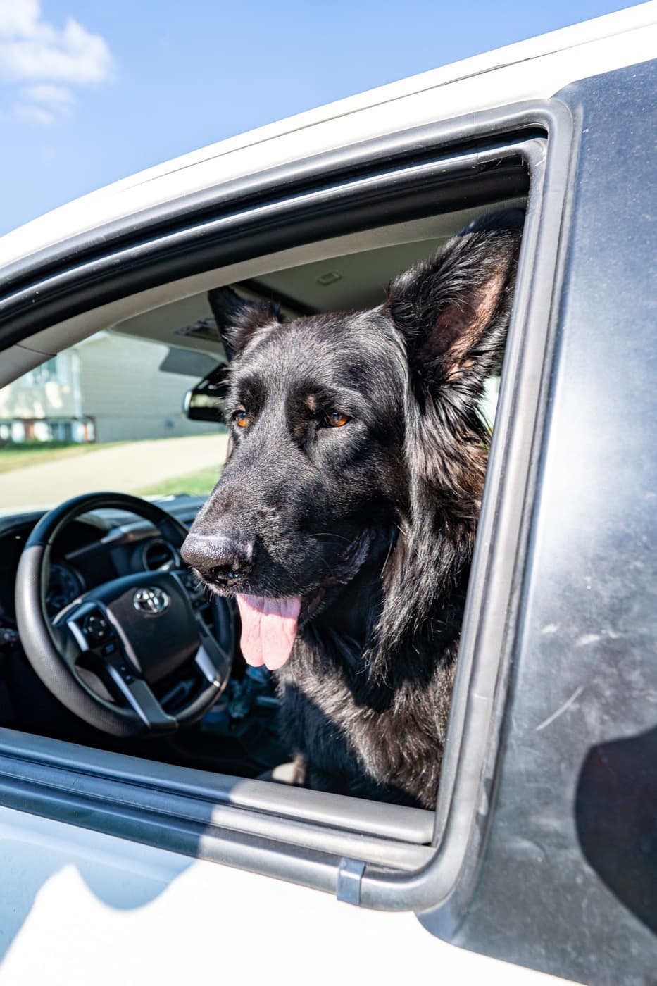Too Busy to Scoop? Surviving Back-to-School Season With Dogs