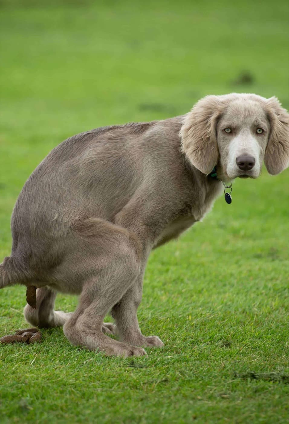 The Scoop on Scooping: Why Picking Up Dog Waste Matters