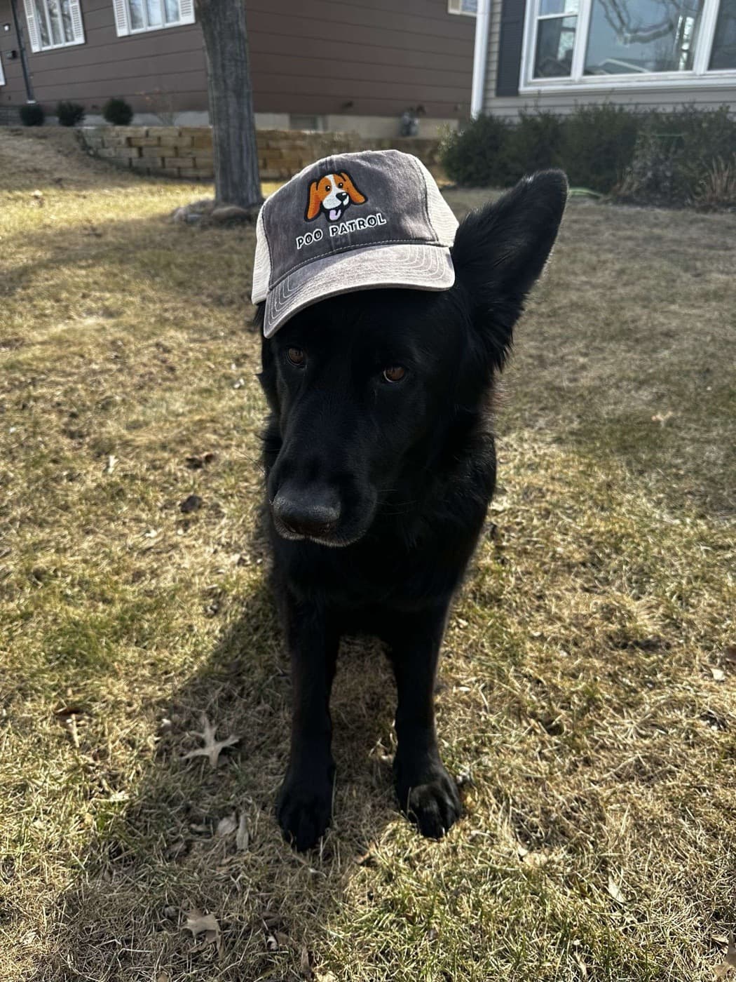 Happy dog wearing a Poo Patrol hat in a clean backyard in Iowa