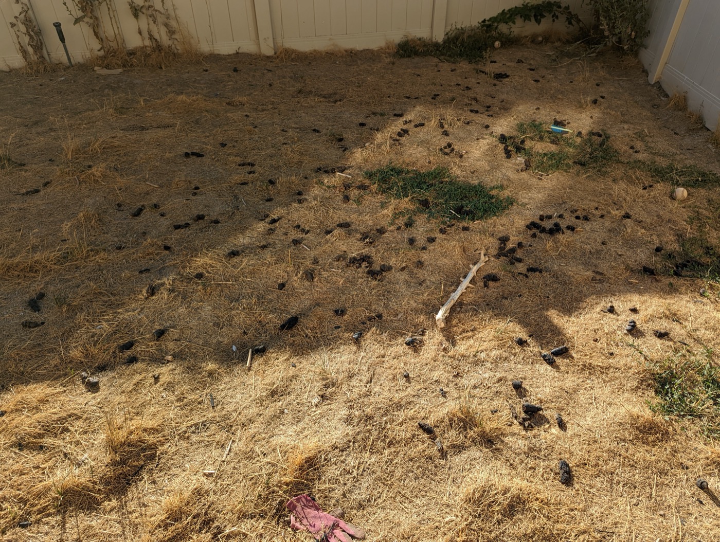 Dog Waste Poop In Yard