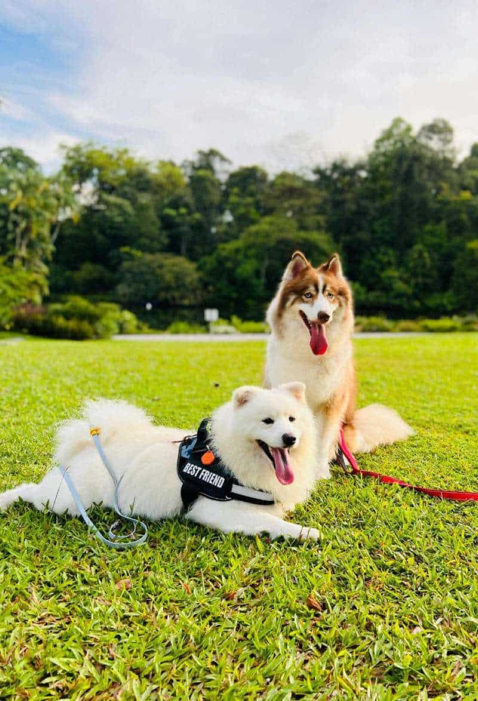 Doggy Daycare Benefits Near Me