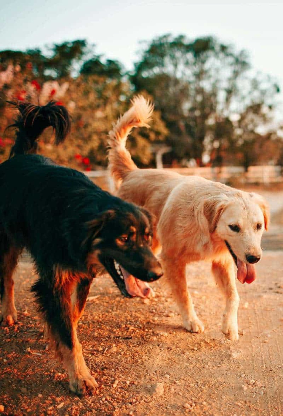 Doggy Daycare Services Near Me