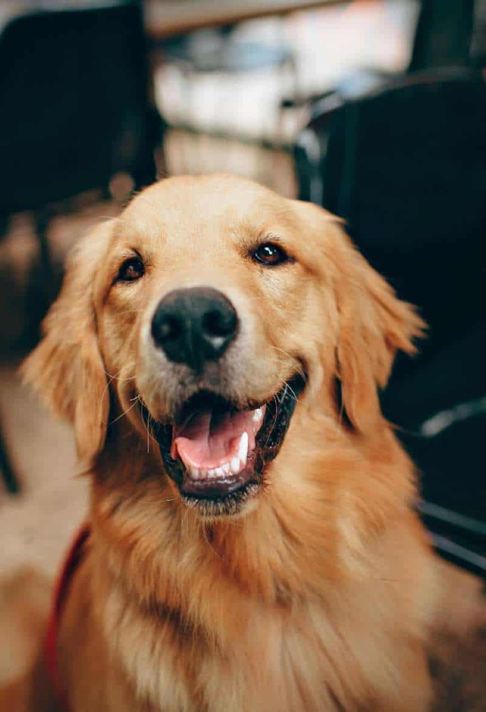 Healthy Reasons To Own A Dog and Waste Removal
