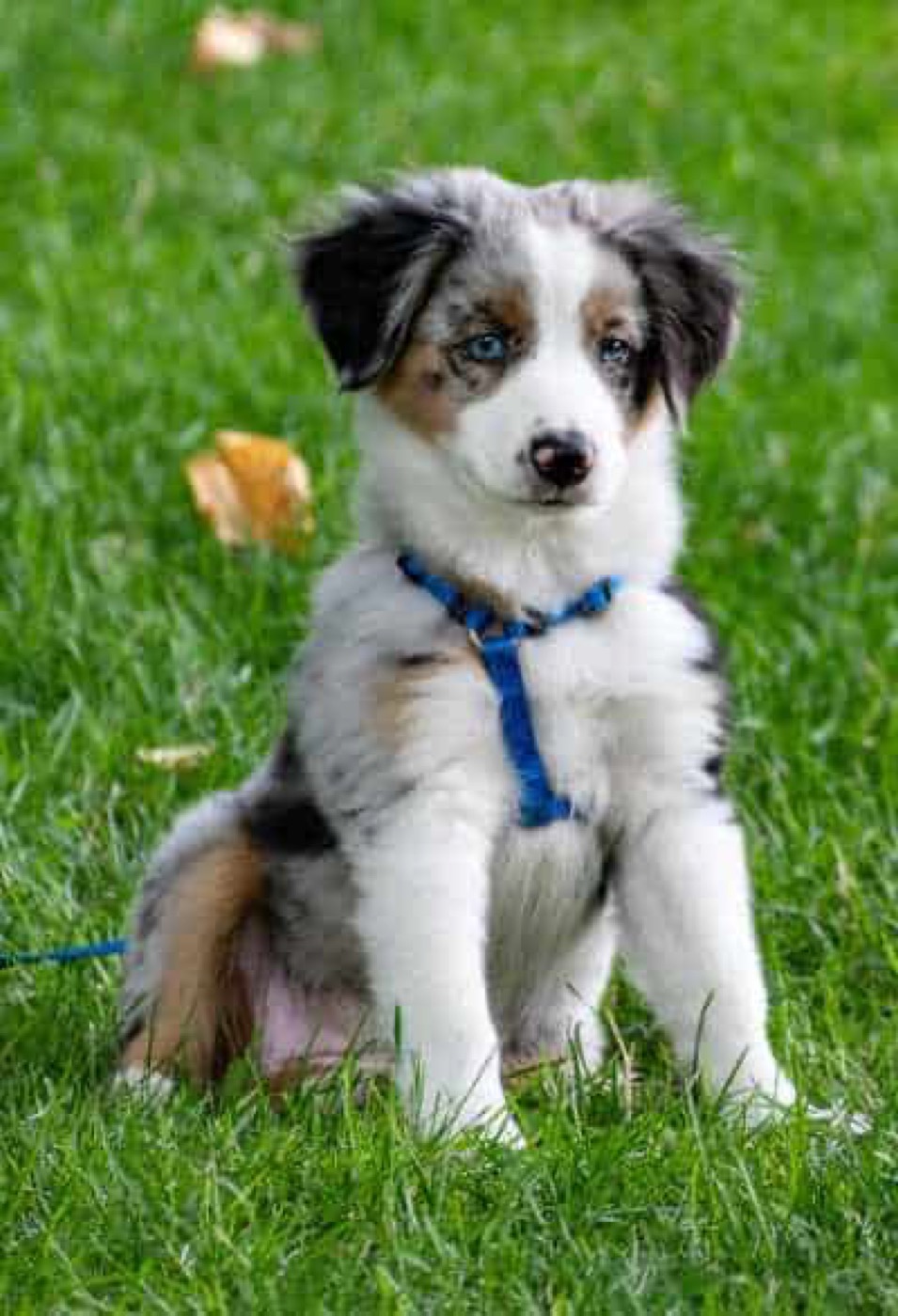 Teaching dog how to sit puppy training obedience