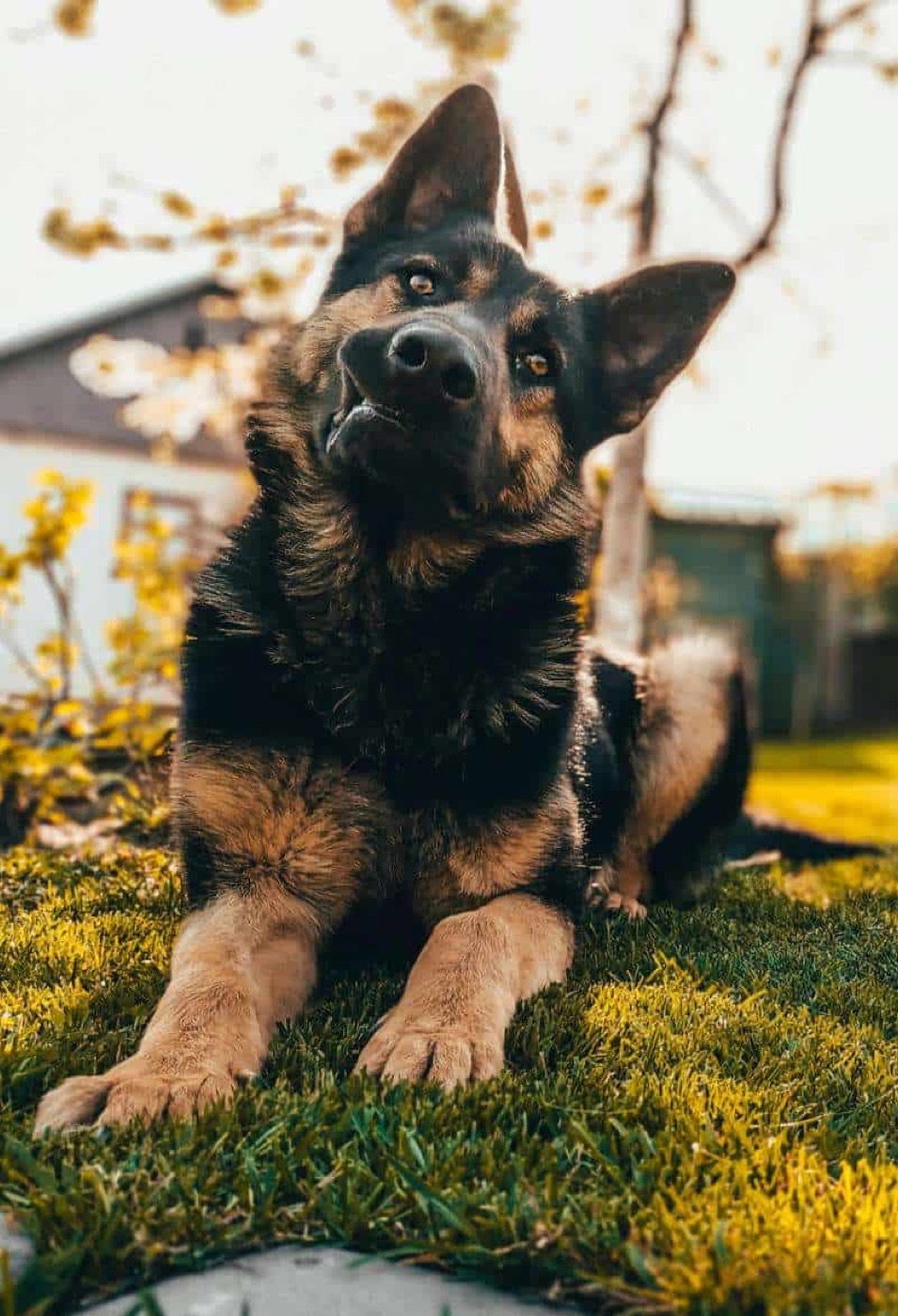orange dog poop and other health signs for dog owners